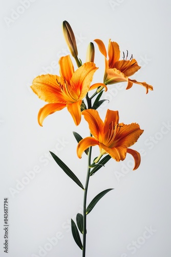 flower Photography, Lilium Hemerocallis sp, Isolated on white Background