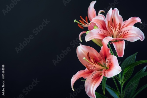 flower Photography, Lilium regale, full view object, copy space on right, Isolated on Black Background