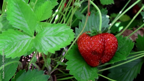 Oddity of Nature: A Misshapen Strawberry Surprise. 