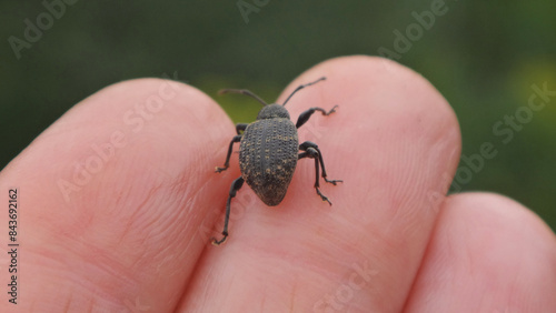 Vine weevil (Otiorhynchus sulcatus) walking on human fingers