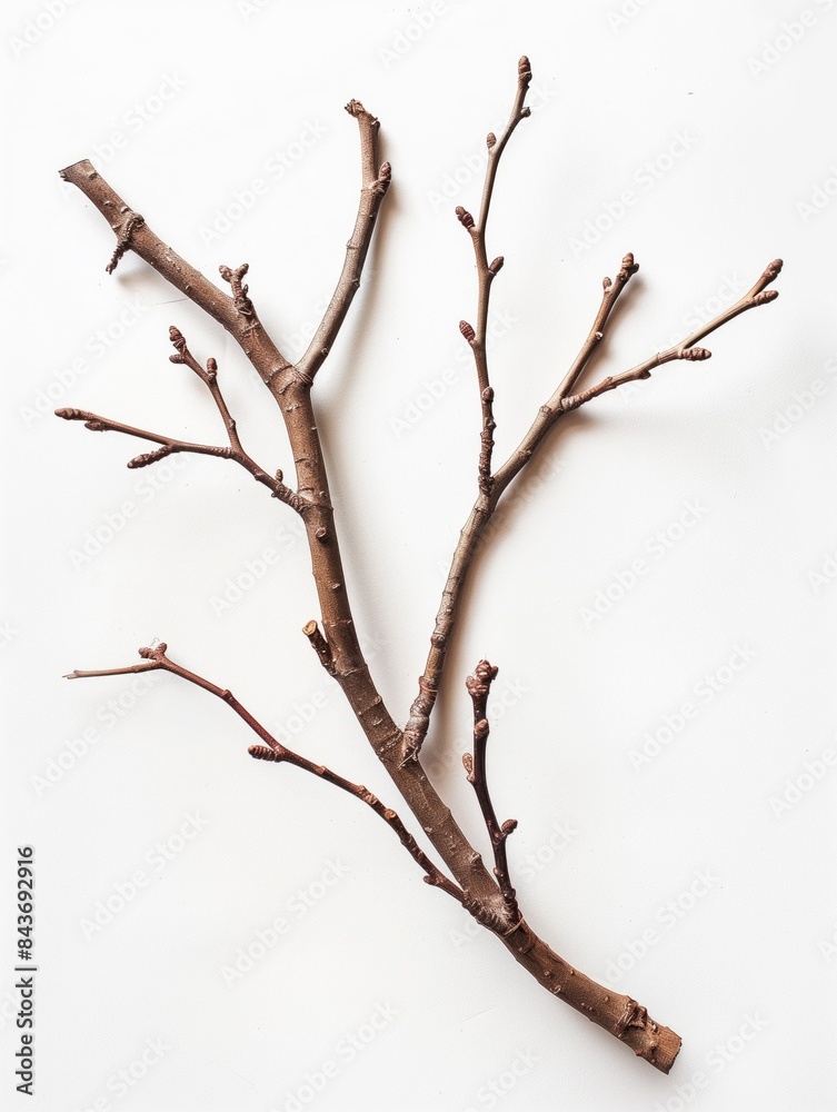 Dry wood branch isolated on white background Dry wood branch isolated on white background