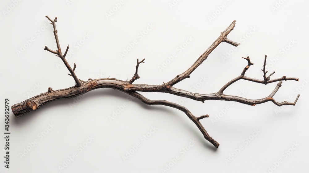 Dry wood branch isolated on white background Dry wood branch isolated on white background