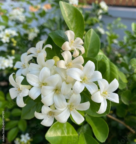 White flowers 