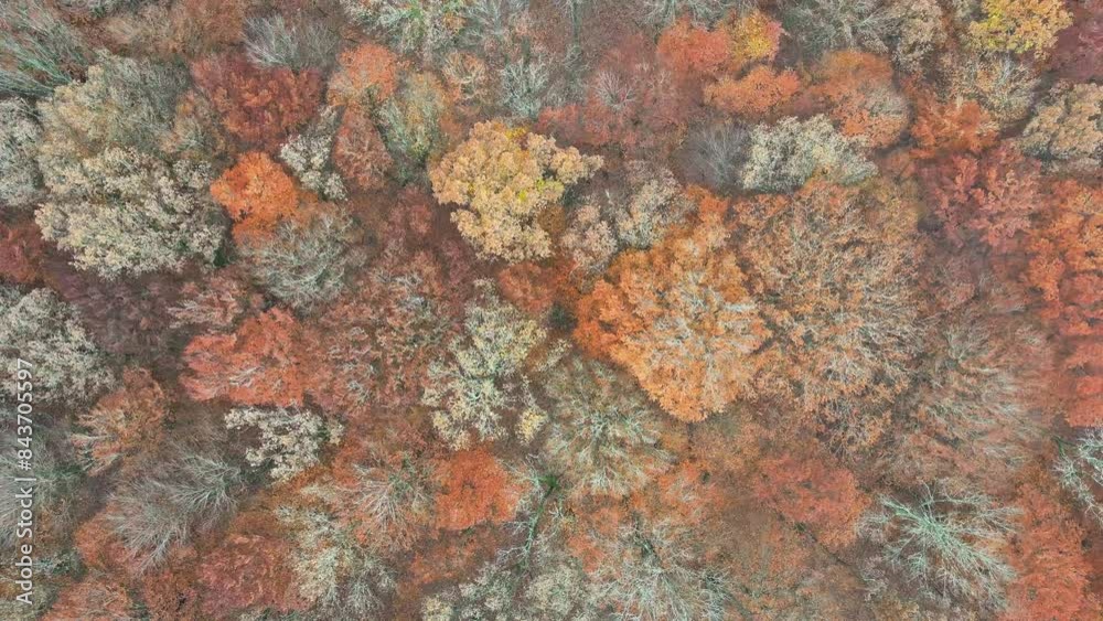 Aerial View of Fall Foliage in a Forest Aerial View of Fall Foliage in a Forest
