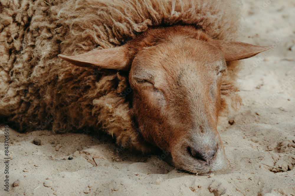 Fototapeta premium Close up - Schlafendes Schaf