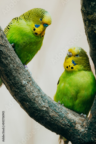 Tierportrait - Ein Pärchen grüngelber Wellensittiche (Melopsittacus undulatus) auf einem Ast photo