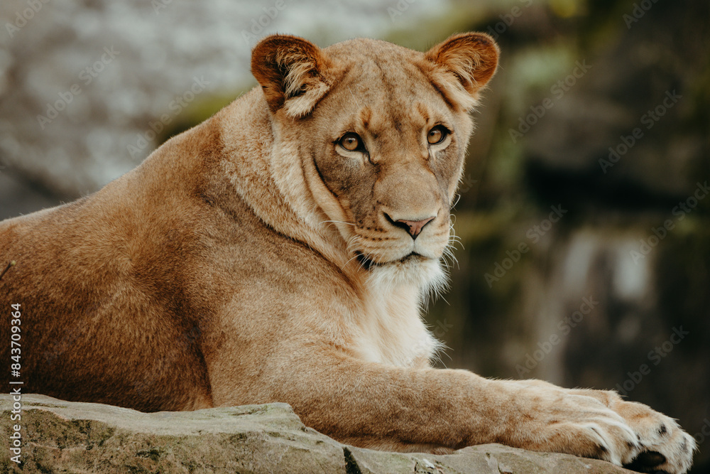 Close Up - Löwin (Panthera leo) wacht halbaufrecht liegend auf einem Felsen Close Up - Löwin (Panthera leo) wacht halbaufrecht liegend auf einem Felsen