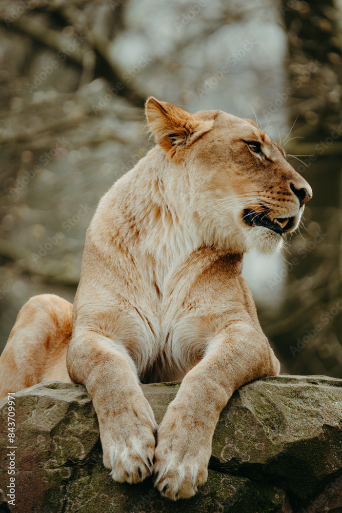 Löwin (Panthera leo) wacht halbaufrecht liegend auf einem Felsen Löwin (Panthera leo) wacht halbaufrecht liegend auf einem Felsen