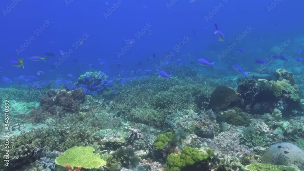The underwater world is an amazing place, filled with vibrant coral reefs and diverse marine species in clear blue seas, perfect for activities like snorkeling, diving, and marine conservation efforts The underwater world is an amazing place, filled with vibrant coral reefs and diverse marine species in clear blue seas, perfect for activities like snorkeling, diving, and marine conservation efforts