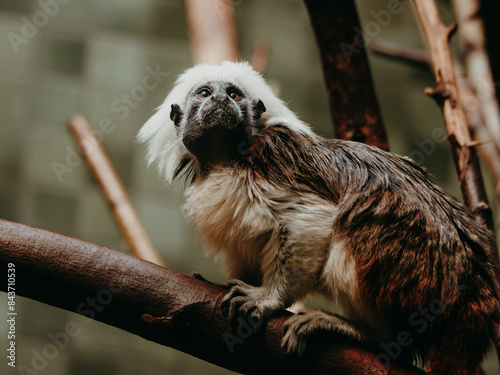 Porträt eines Lisztaffen (Saguinus oedipus) photo