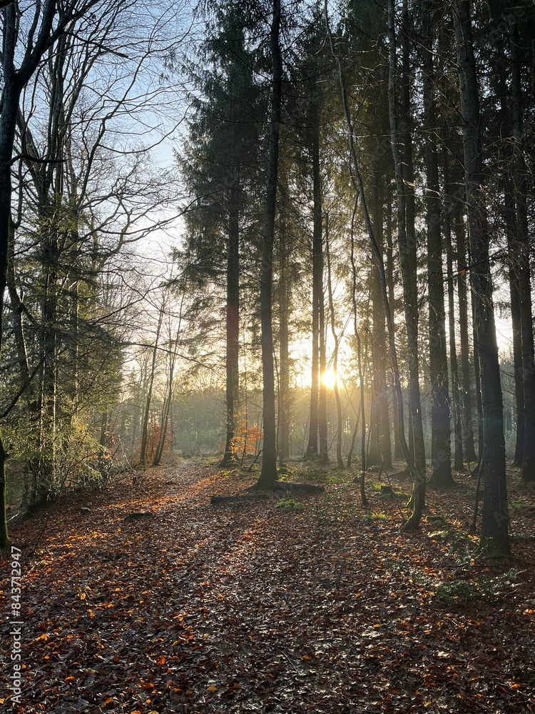 Obraz premium morning in the forest