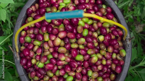 A bucket containing fresh Arabica coffee beans that have just been harvested