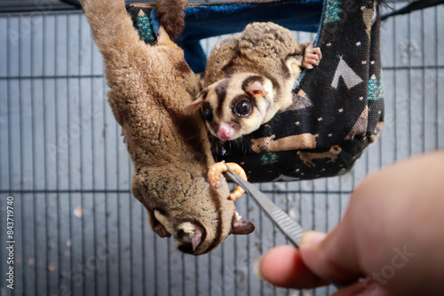 A hand feeding a sugar glider, illustrating a close bond between human and animal. The sugar glider eagerly nibbles on the offered food, showcasing its small size and gentle nature. photo