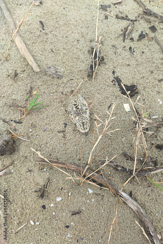 Kentish plover chick (Anarhynchus alexandrinus), defensive attitude, hides in the sand using its colors to camouflage itself photo