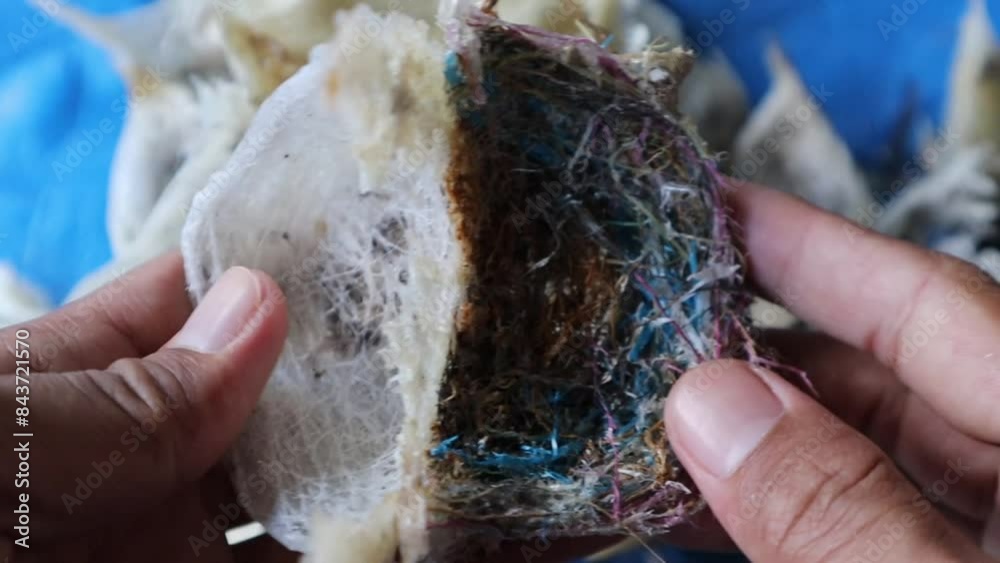 The difference between a swallow's nest and a sriti bird's nest