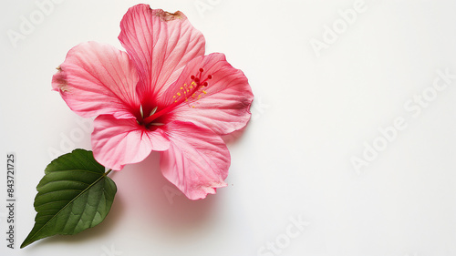 Pink hibiscus flower with a single green leaf on a plain white background, showcasing natural beauty and simplicity.