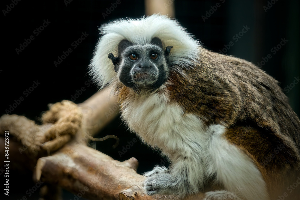 Fototapeta premium Cotton-top Tamarin
