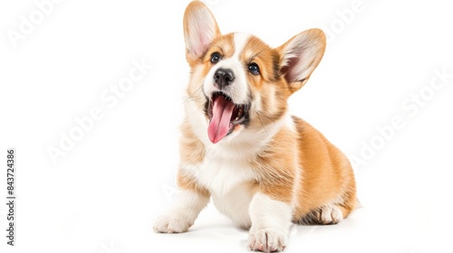 Adorable Corgi dog with big ears and happy expression isolated on white background photo