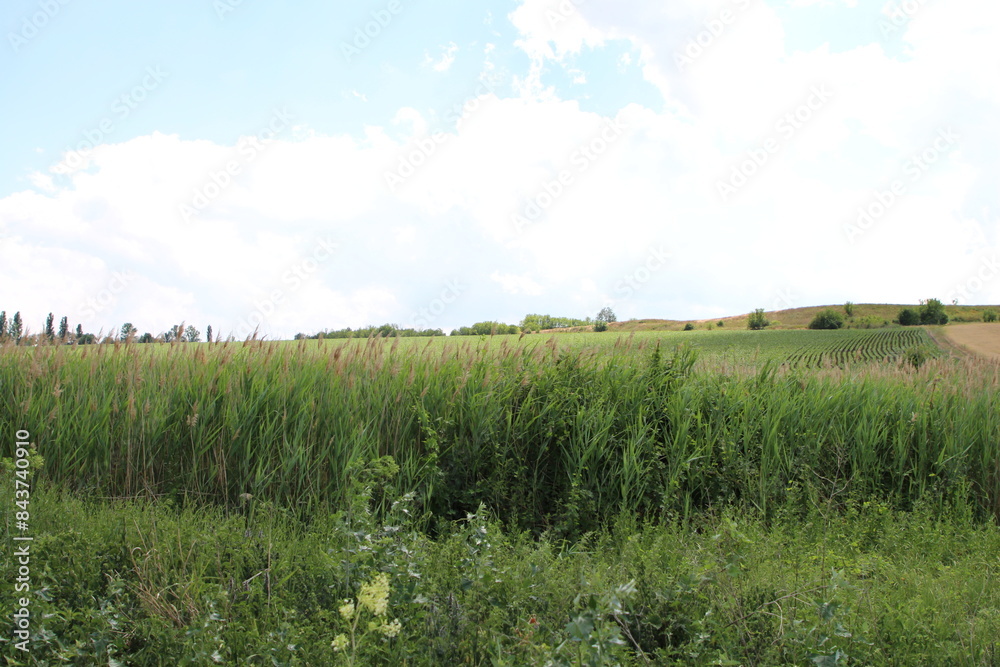 A field of grass A field of grass
