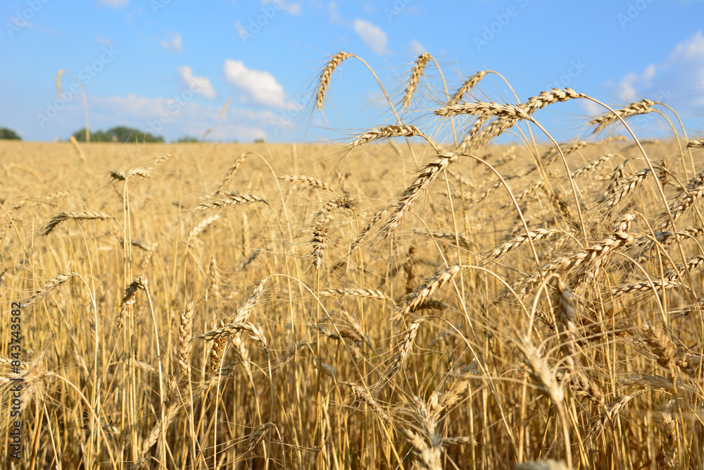 Obraz premium wheat field with a sky and clouds in the background close up