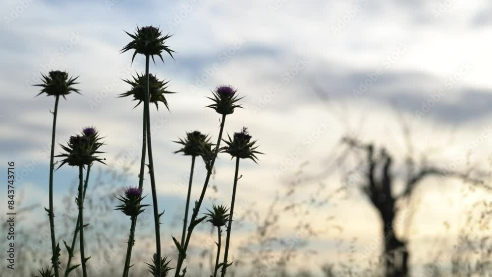 a group of thistle flowers backlit a group of thistle flowers backlit