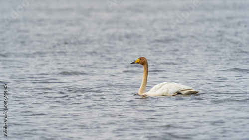 Helsinki, Finland - May 29th 2024: Whooper swan in the water