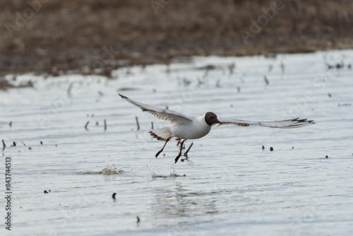 Helsinki, Finland - May 29th 2024: Black-headed gull flying away from the water 