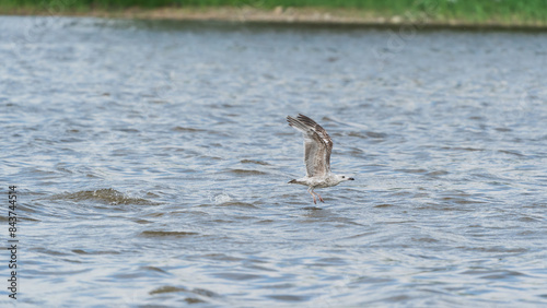 Helsinki, Finland - May 29th 2024: European herring gull with the wings spread flying just above a pond