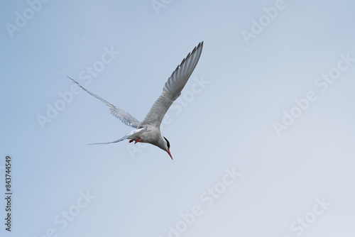 Helsinki, Finland - May 29th 2024: Arctic tern hovering above a lake and looking for prey