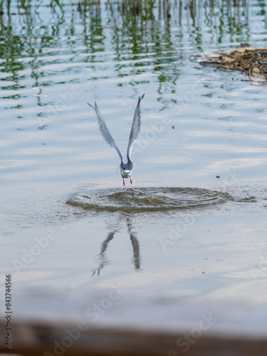 Helsinki, Finland - May 29th 2024: Diving black-headed gull coming out of the water