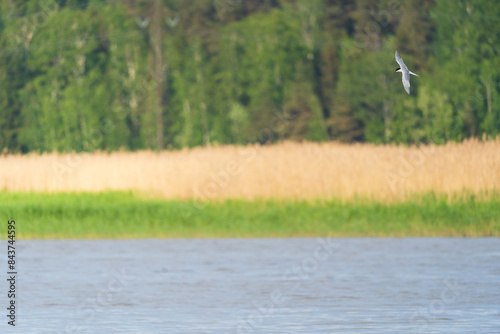 Helsinki, Finland - May 29th 2024: Wide flight of an arctic tern near the water 