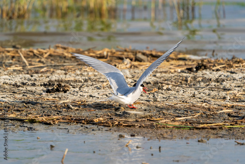 Helsinki, Finland - May 29th 2024: Black-headed gull hunting with a fish in its beak, landing on a pond