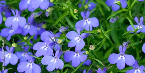 Blaue Lobelien in Nahaufnahme