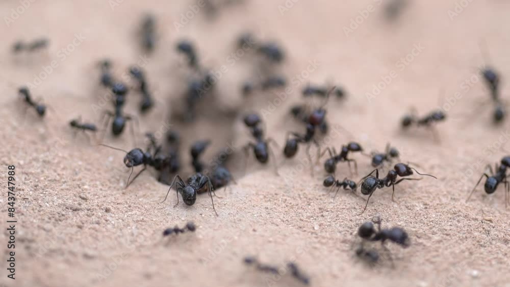 detail of large ants entering their anthill
