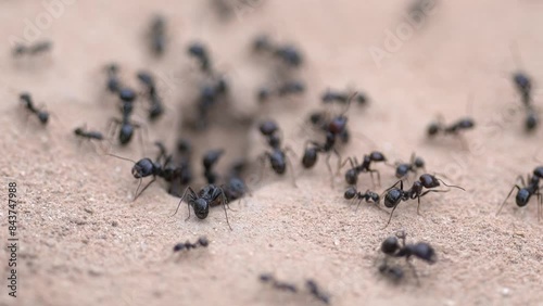 detail of large ants entering their anthill