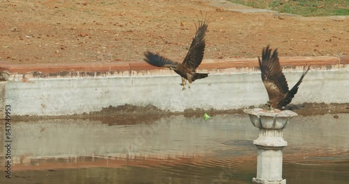 Many birds Black kites - Milvus migrans - Birds take of from ground in Slow motion New Delhi, Delhi, India. Doves birds on The Humayun's tomb. Famous place is Tomb of Mughal emperor, Mirza Nasir al photo