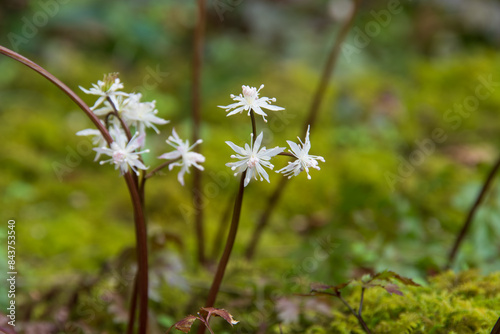 オウレンの花 photo