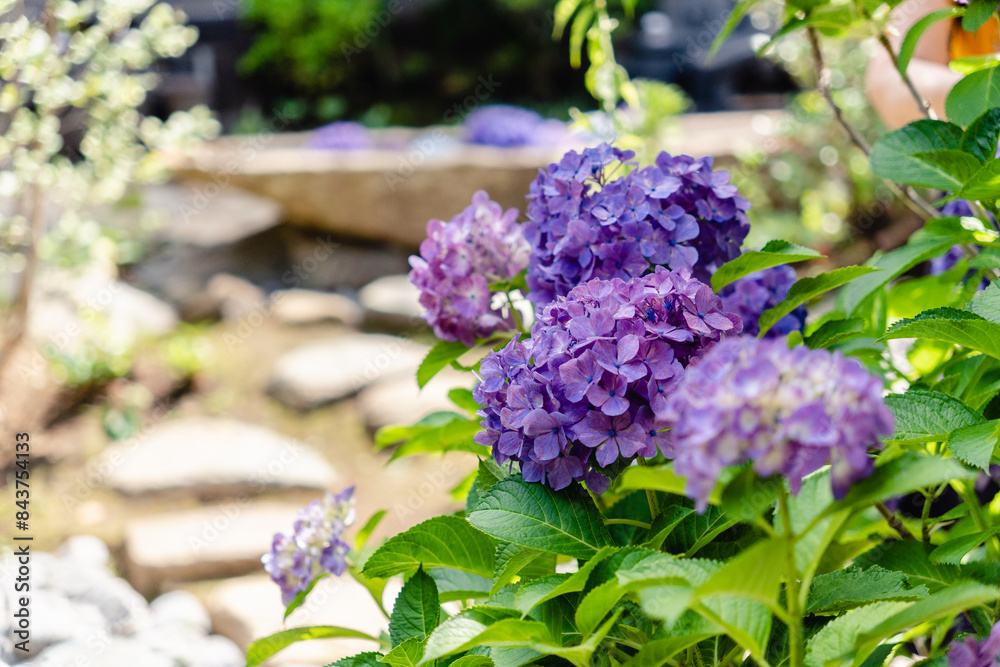 紫陽花 花手水 紫陽花 花手水