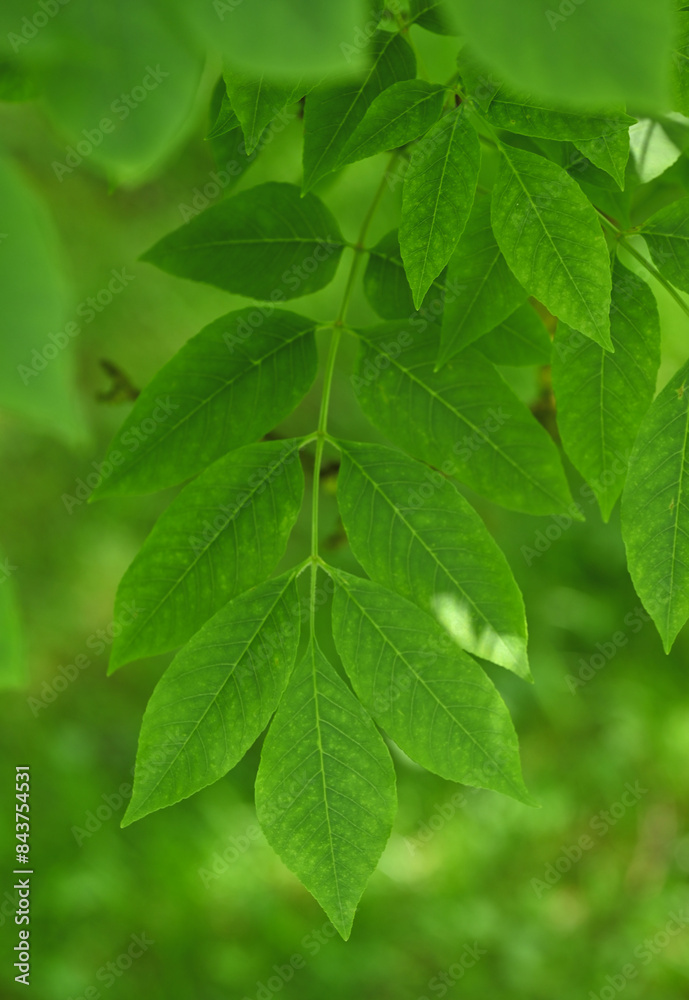 Beautiful details of the leaves of fraxinus ornus Beautiful details of the leaves of fraxinus ornus