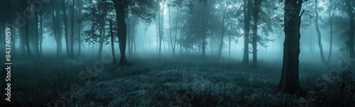 Nature forest with fog photo