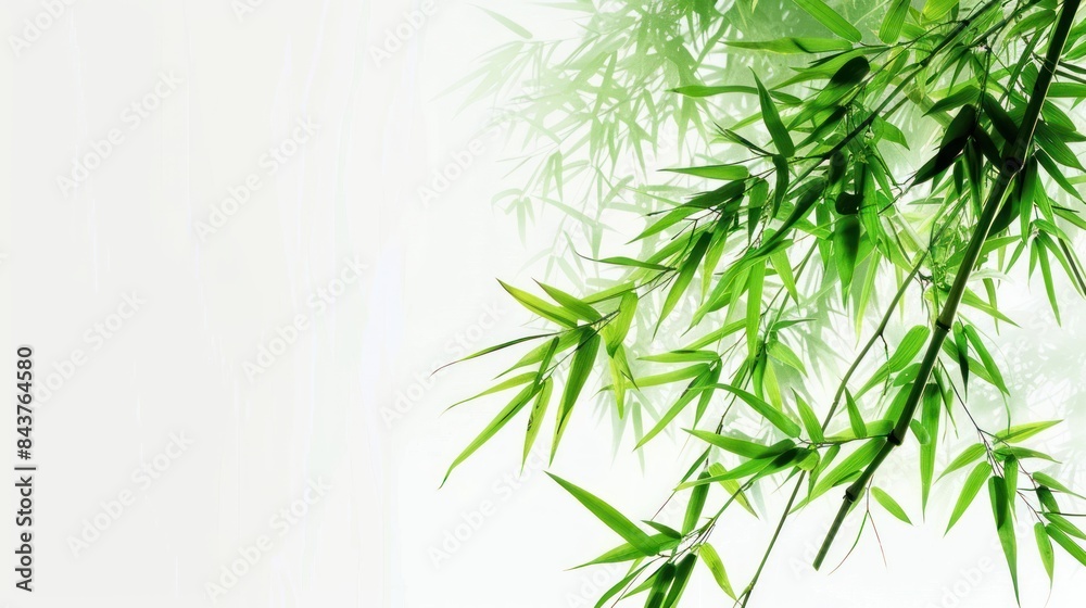 Bamboo on a white back ground, artistic style, Bamboo on a white back ground, artistic style,