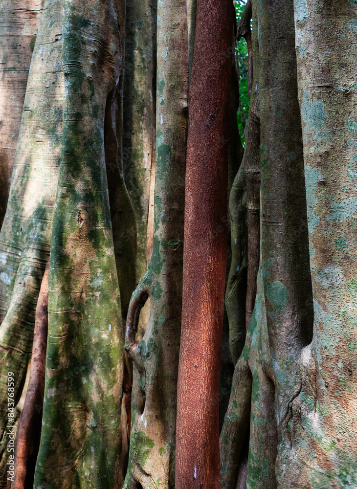 Big tropical tree trunk with visible layers and a vertical botanical background. Big tropical tree trunk with visible layers and a vertical botanical background.