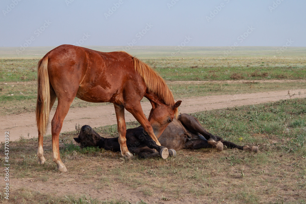 Fototapeta premium Two horses in steppe. Romantic plot