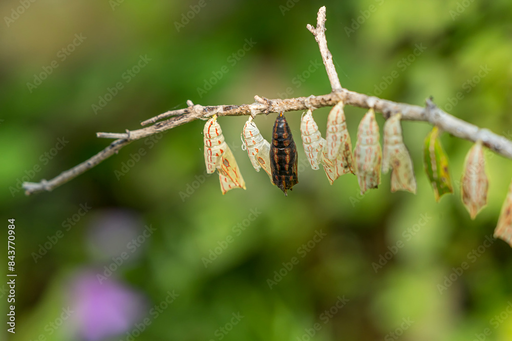 Casulos, Larva, Larvas. caterpillar in a cocoon before transform to butterfly. Casulos, Larva, Larvas. caterpillar in a cocoon before transform to butterfly.