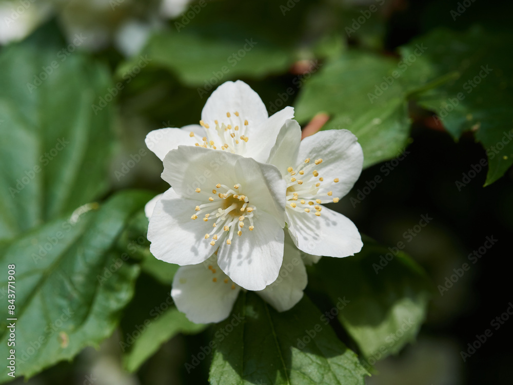 Blooming jasmine shrub on summer day. Blossoming Jasmine flowers in spring garden. Beauty in nature. Blooming jasmine shrub on summer day. Blossoming Jasmine flowers in spring garden. Beauty in nature.