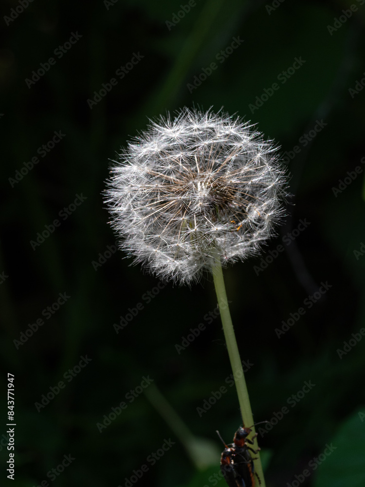Fototapeta premium Dandelion close up on green blurred background