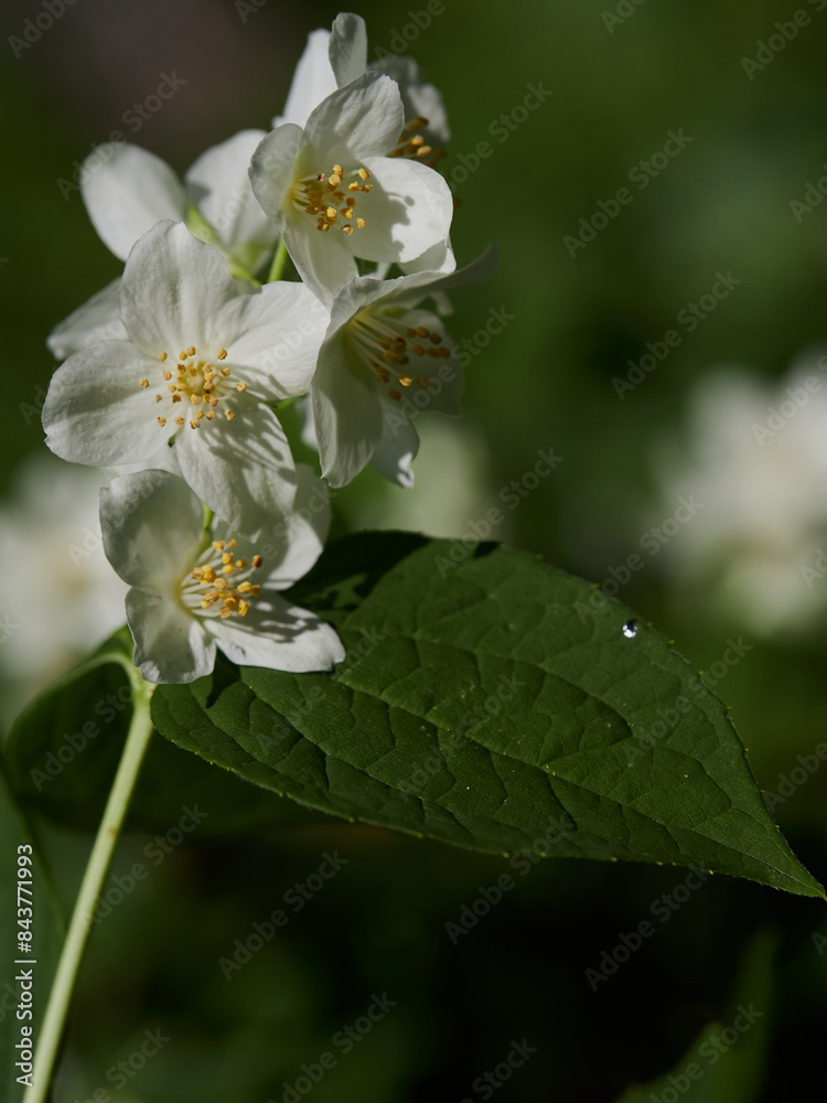 Blooming jasmine shrub on summer day. Blossoming Jasmine flowers in spring garden. Beauty in nature. Blooming jasmine shrub on summer day. Blossoming Jasmine flowers in spring garden. Beauty in nature.