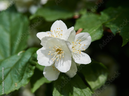 Blooming jasmine shrub on summer day. Blossoming Jasmine flowers in spring garden. Beauty in nature.