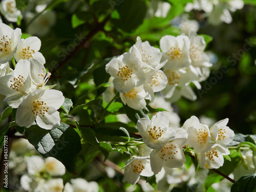 Blooming jasmine shrub on summer day. Blossoming Jasmine flowers in spring garden. Beauty in nature.