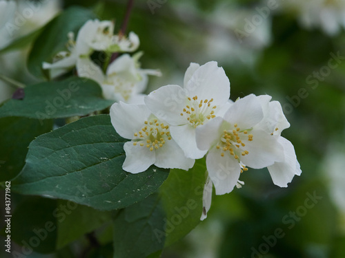 Blooming jasmine shrub on summer day. Blossoming Jasmine flowers in spring garden. Beauty in nature.